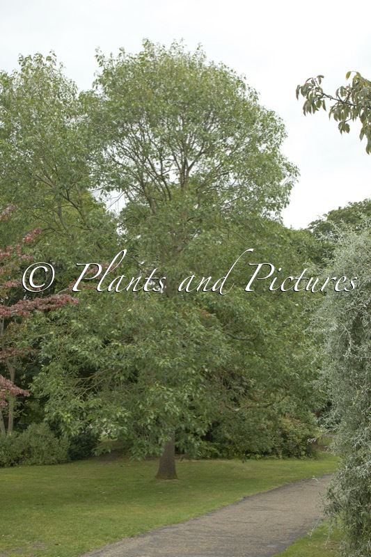Fraxinus excelsior ‘Diversifolia’