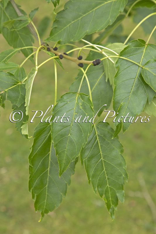 Fraxinus excelsior ‘Diversifolia’