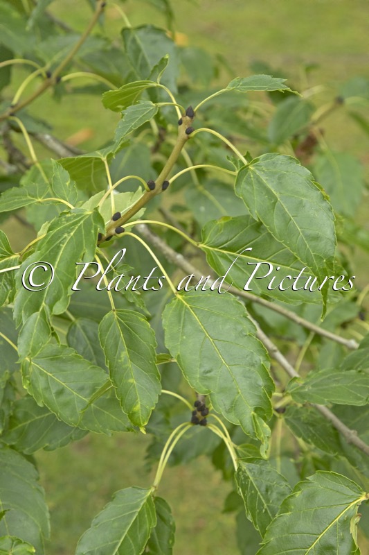 Fraxinus excelsior ‘Diversifolia’