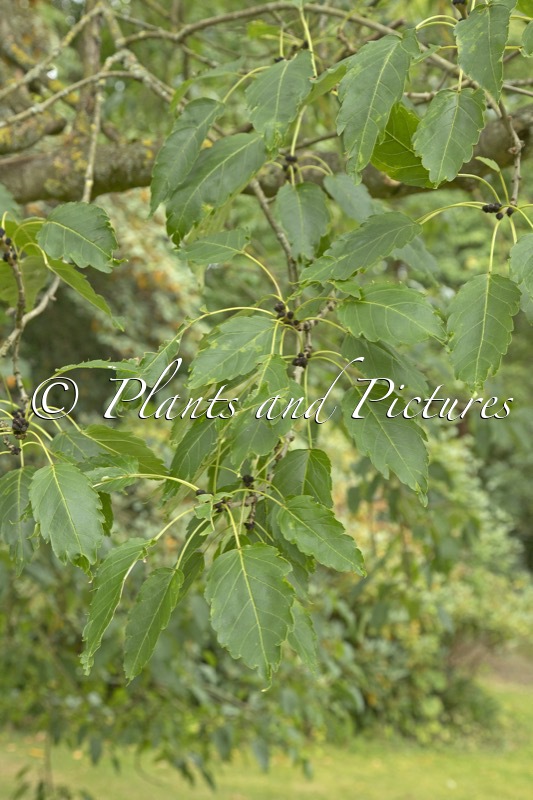 Fraxinus excelsior ‘Diversifolia’