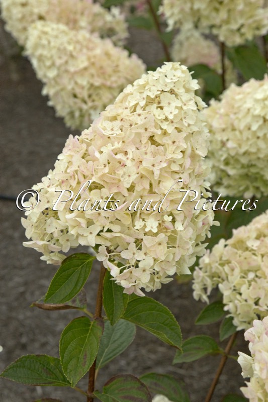 Hydrangea paniculata ‘Silver Dollar’
