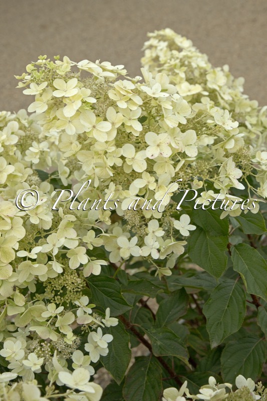Hydrangea paniculata ‘Savill Lace’