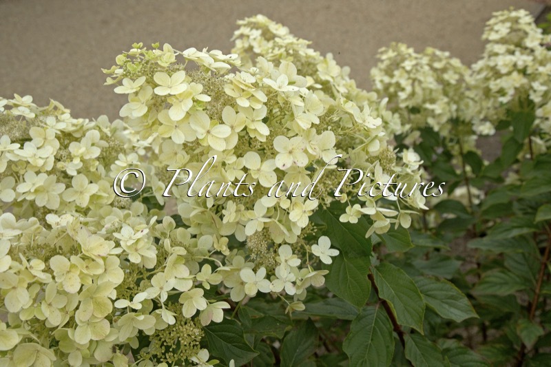 Hydrangea paniculata ‘Savill Lace’