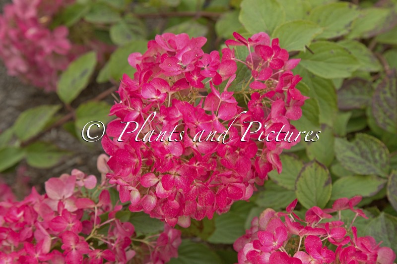 Hydrangea paniculata ‘Rendia’ (DIAMANT ROUGE)