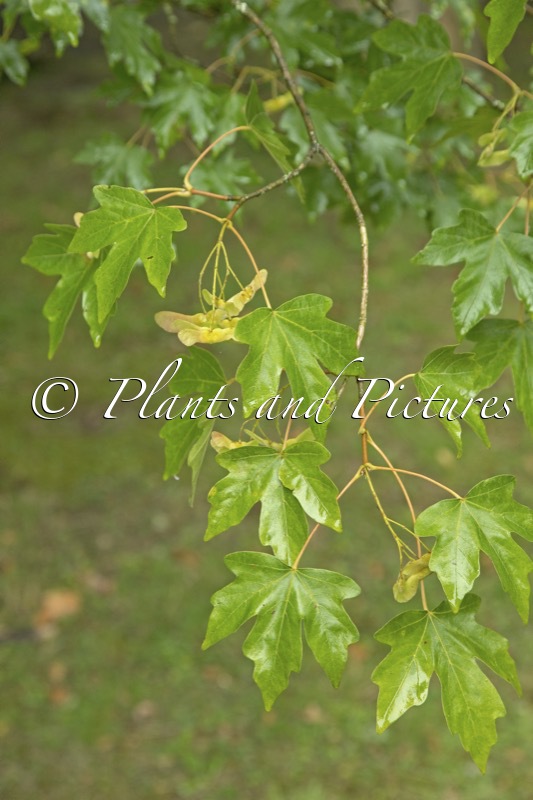 Acer miyabei