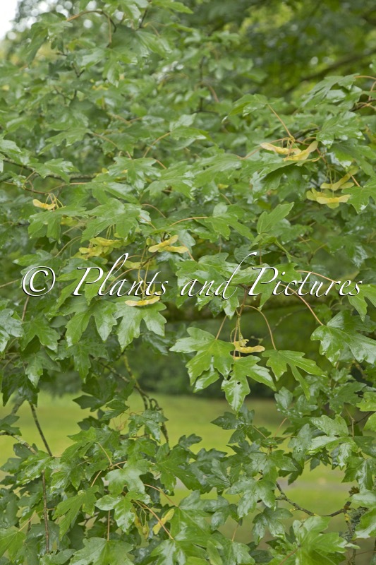 Acer miyabei