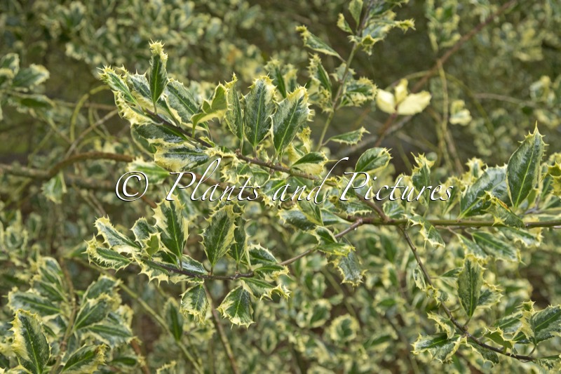 Ilex aquifolium ‘Ferox Aurea’