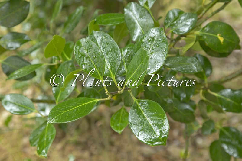 Ilex aquifolium ‘Hodginsii’