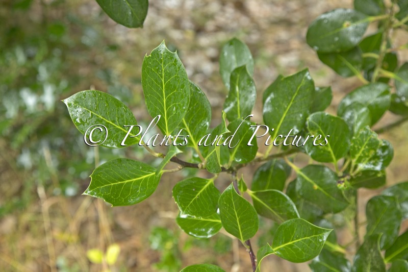 Ilex aquifolium ‘Hodginsii’