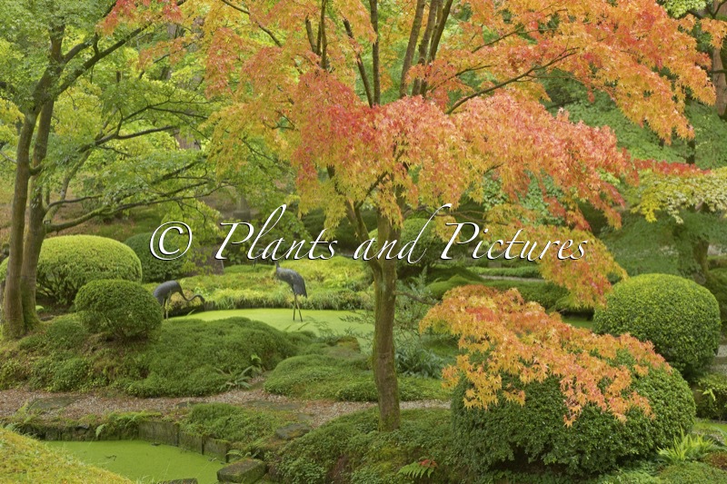 Acer palmatum ‘Sangokaku’
