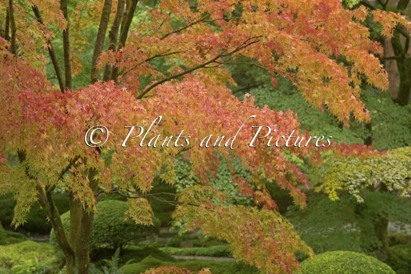 Acer palmatum ‘Sangokaku’