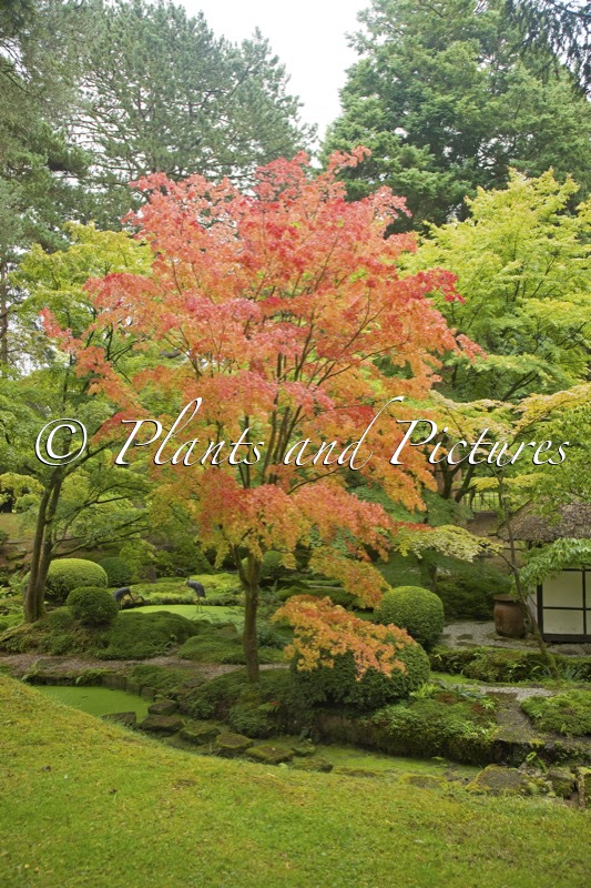 Acer palmatum ‘Sangokaku’