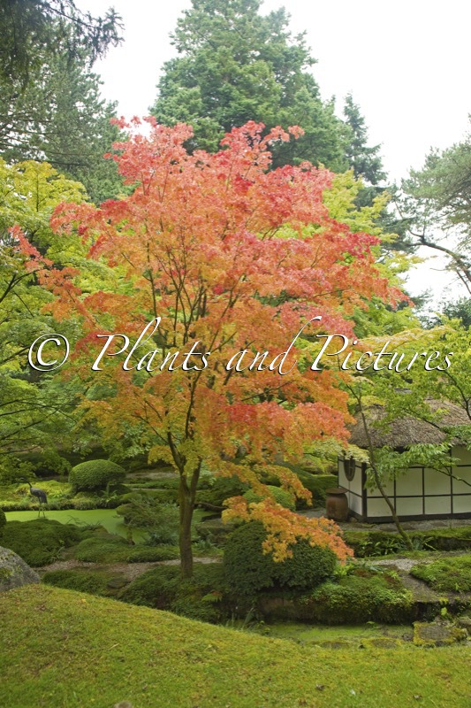 Acer palmatum ‘Sangokaku’