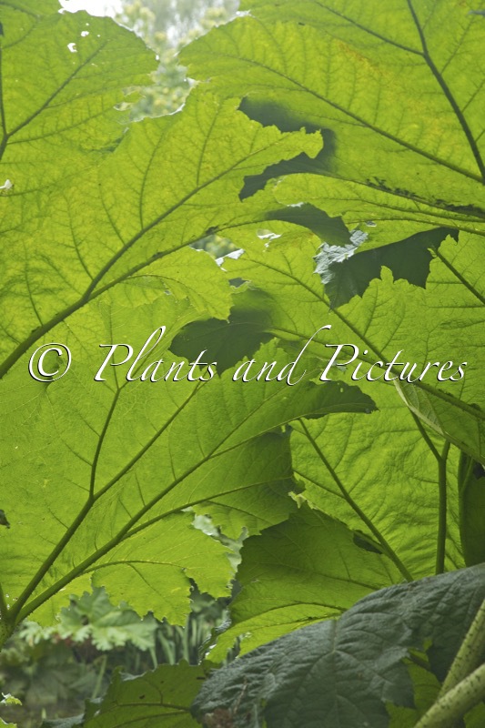 Gunnera manicata