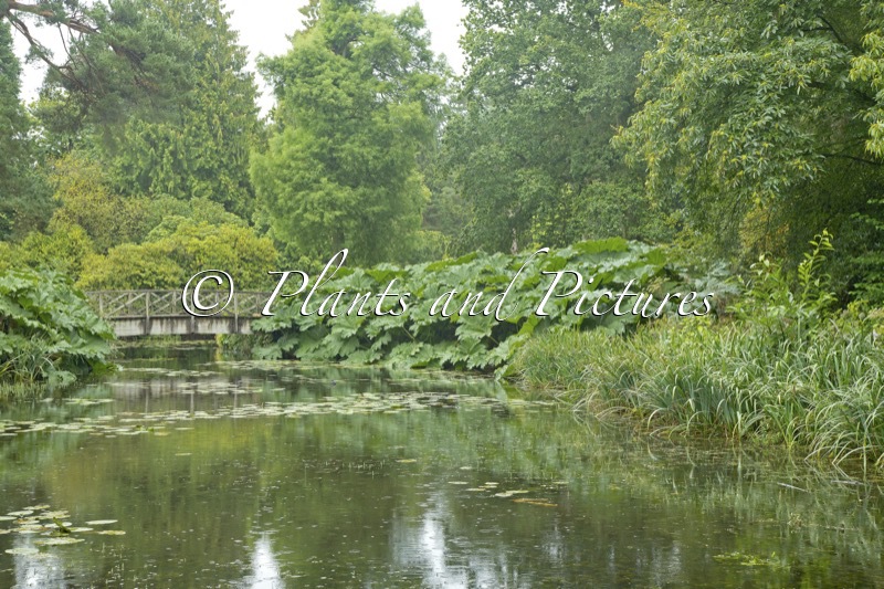 Gunnera manicata