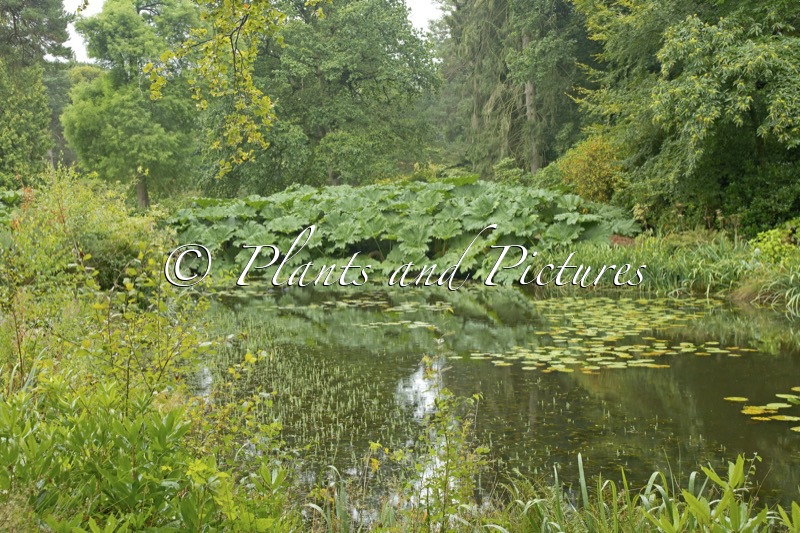 Gunnera manicata