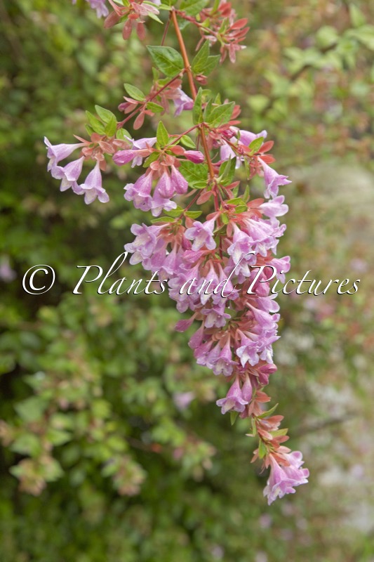Abelia grandiflora