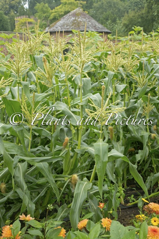 Zea mays