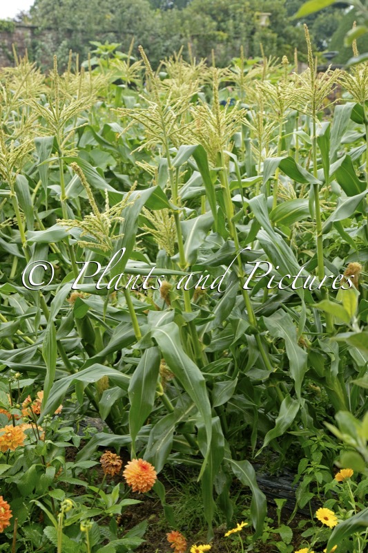 Zea mays
