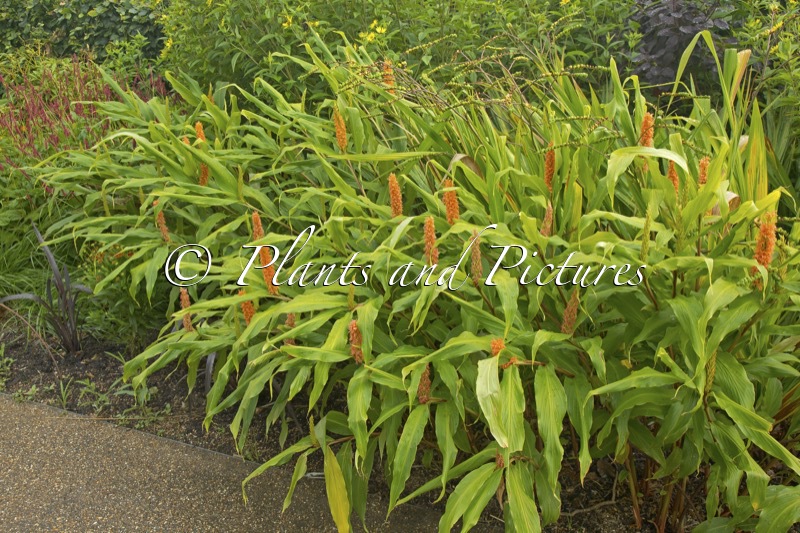 Hedychium densiflorum ‘Assam Orange’
