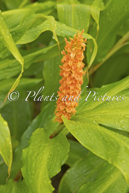 Hedychium densiflorum ‘Assam Orange’