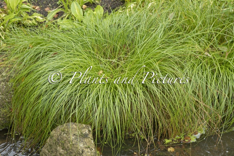 Carex remota