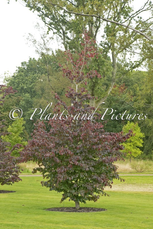 Parrotia persica ‘Bella’