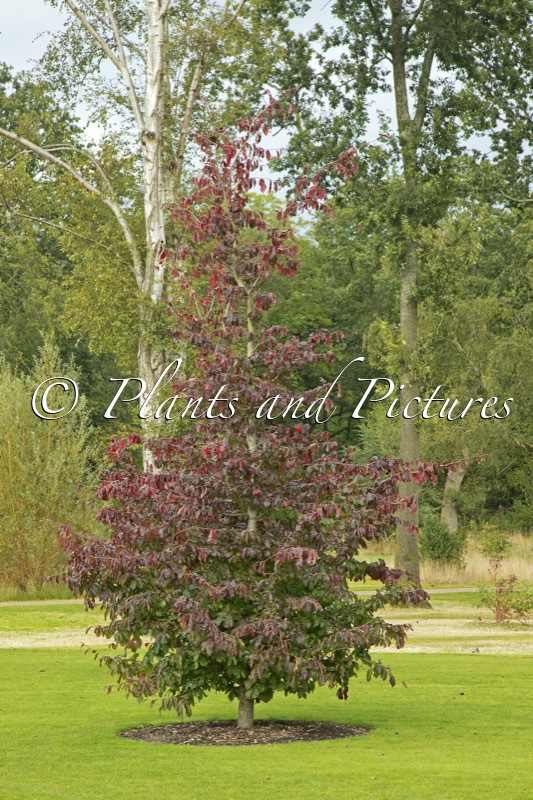 Parrotia persica ‘Bella’