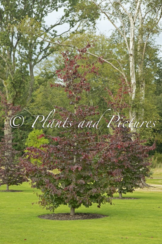 Parrotia persica ‘Bella’