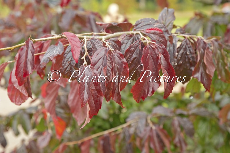 Parrotia persica ‘Bella’
