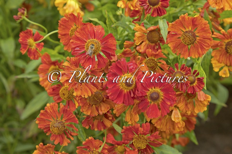 Helenium ‘Bruno’