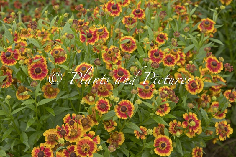 Helenium ‘Biedermeier’