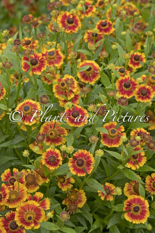 Helenium ‘Biedermeier’