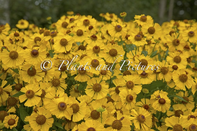 Helenium ‘Bressingham Gold’