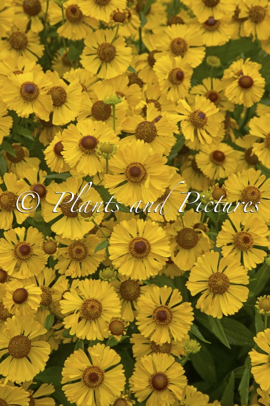 Helenium ‘Bressingham Gold’