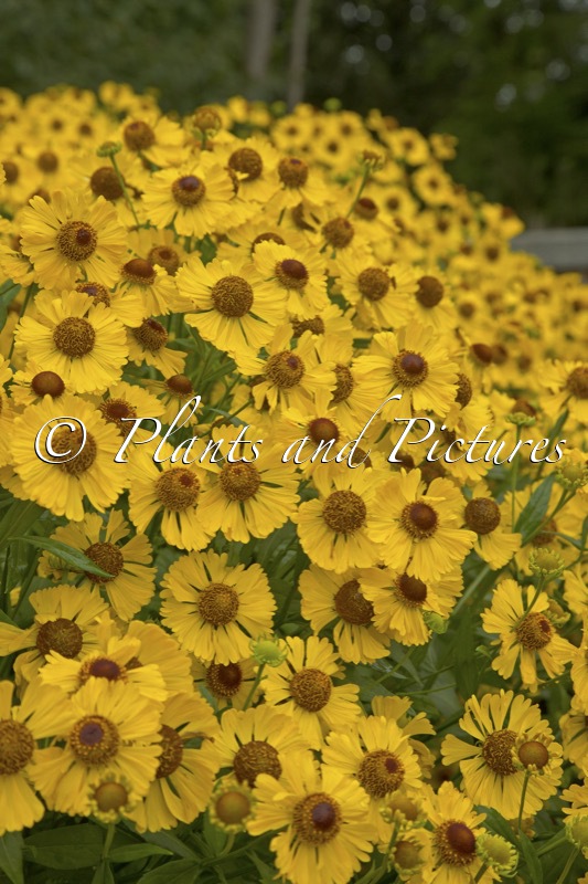 Helenium ‘Bressingham Gold’