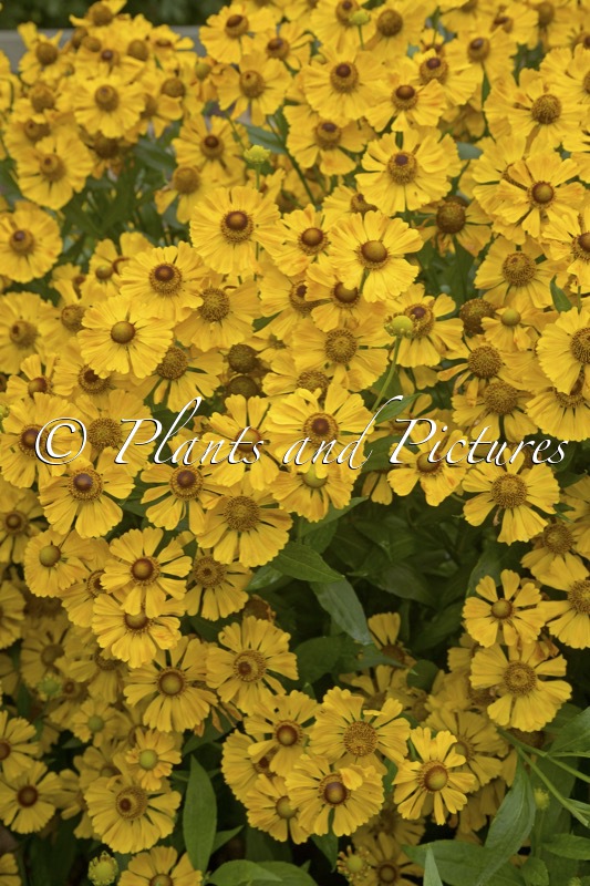 Helenium ‘Goldrausch’