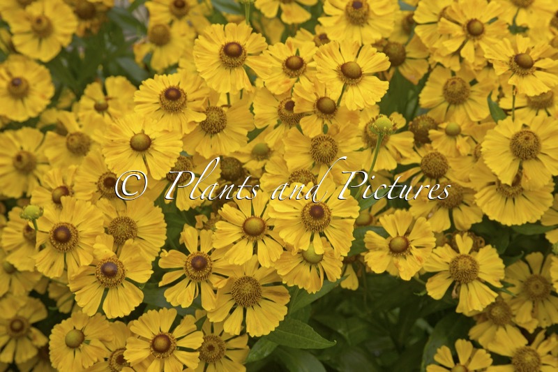 Helenium ‘Goldrausch’