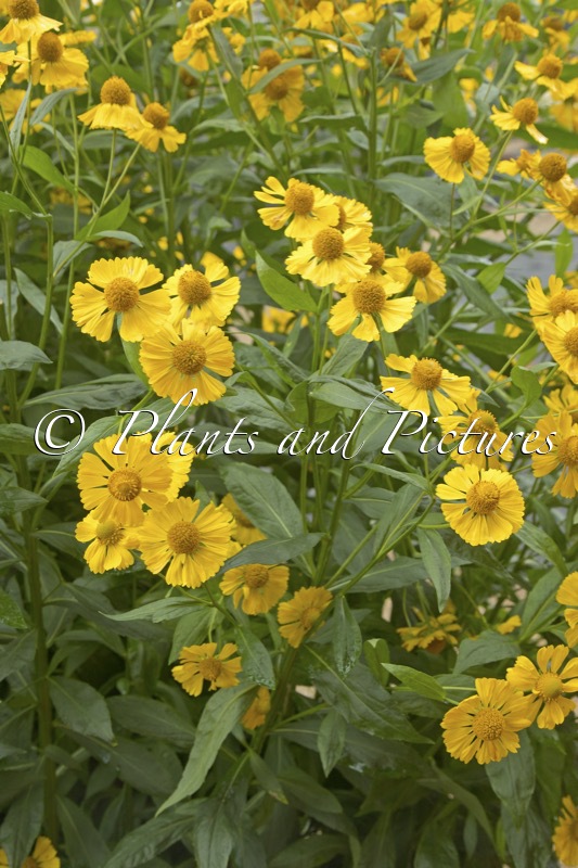 Helenium ‘Kugelsonne’