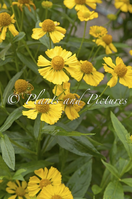 Helenium ‘Kugelsonne’