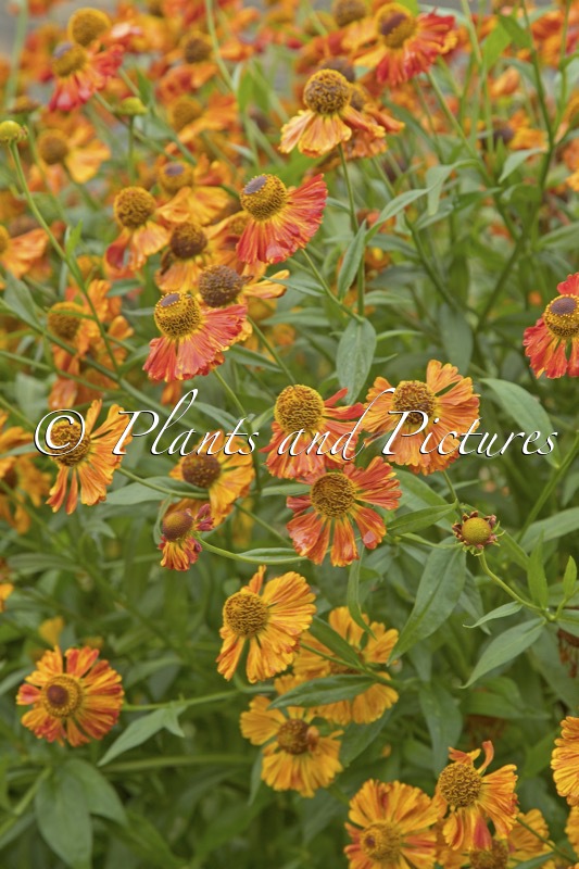Helenium ‘Riverton Gem’