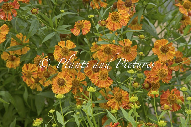 Helenium ‘Riverton Gem’