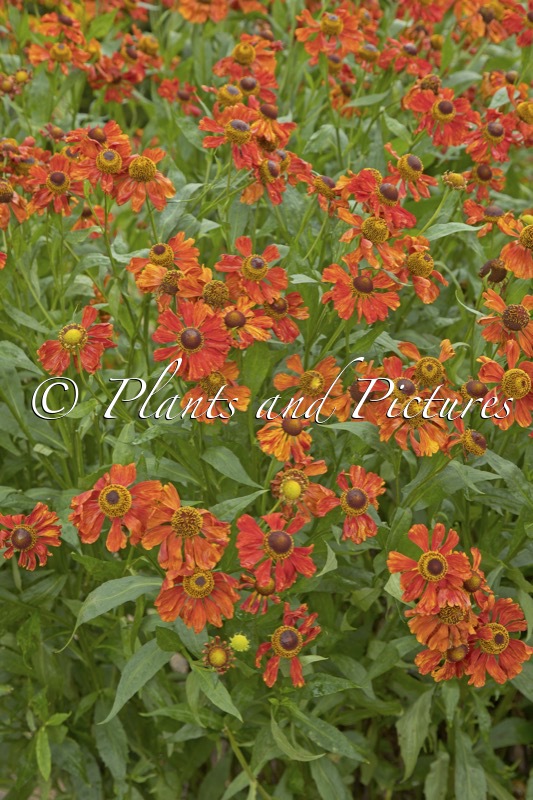 Helenium ‘Baudirektor Linne’