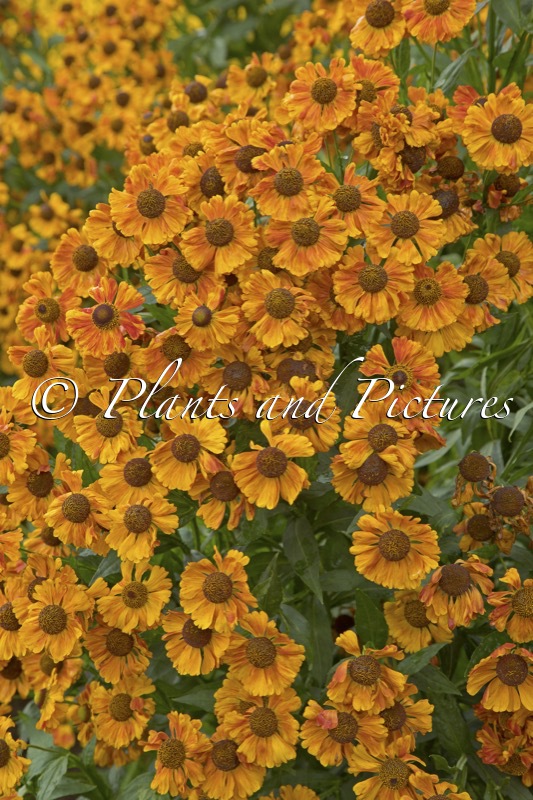 Helenium ‘Moth’