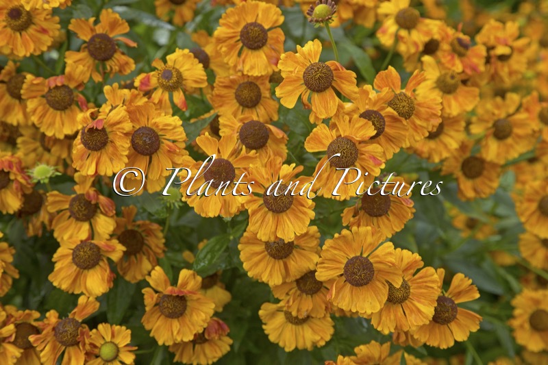 Helenium ‘Moth’