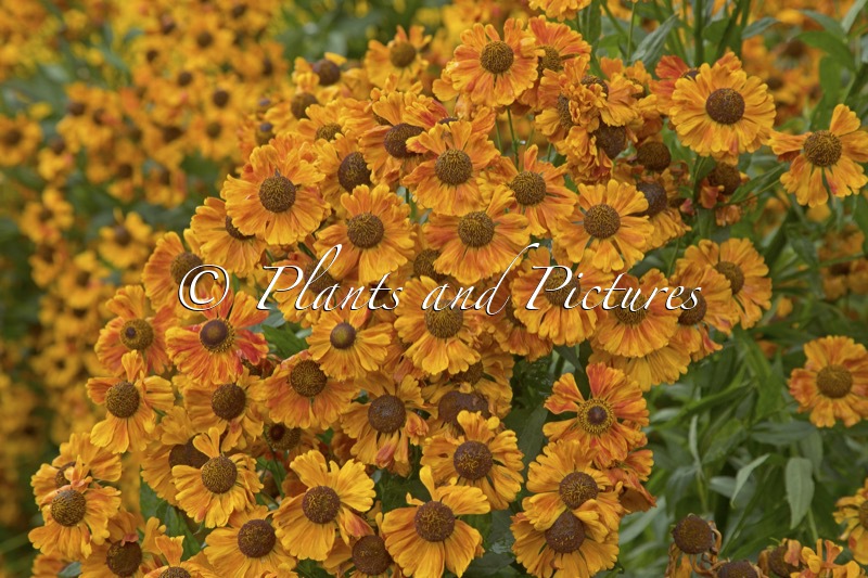 Helenium ‘Moth’