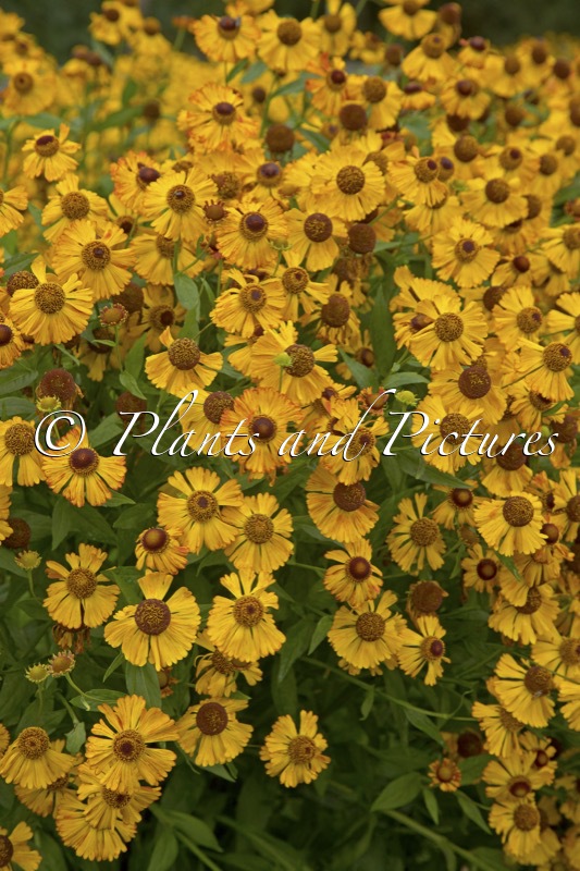 Helenium ‘Amber Dwarf’