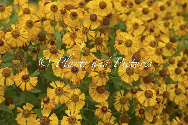Helenium ‘Amber Dwarf’