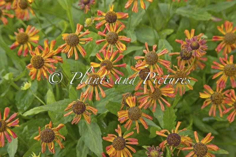 Helenium ‘Betty’ (UFO SERIES)