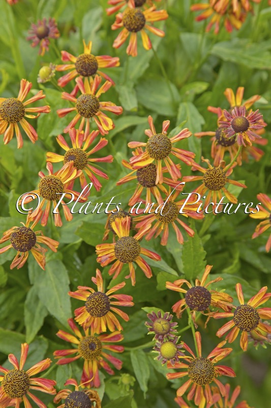 Helenium ‘Betty’ (UFO SERIES)